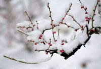 雪去春來(lái)，喜迎新一年